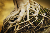 roots in Christ