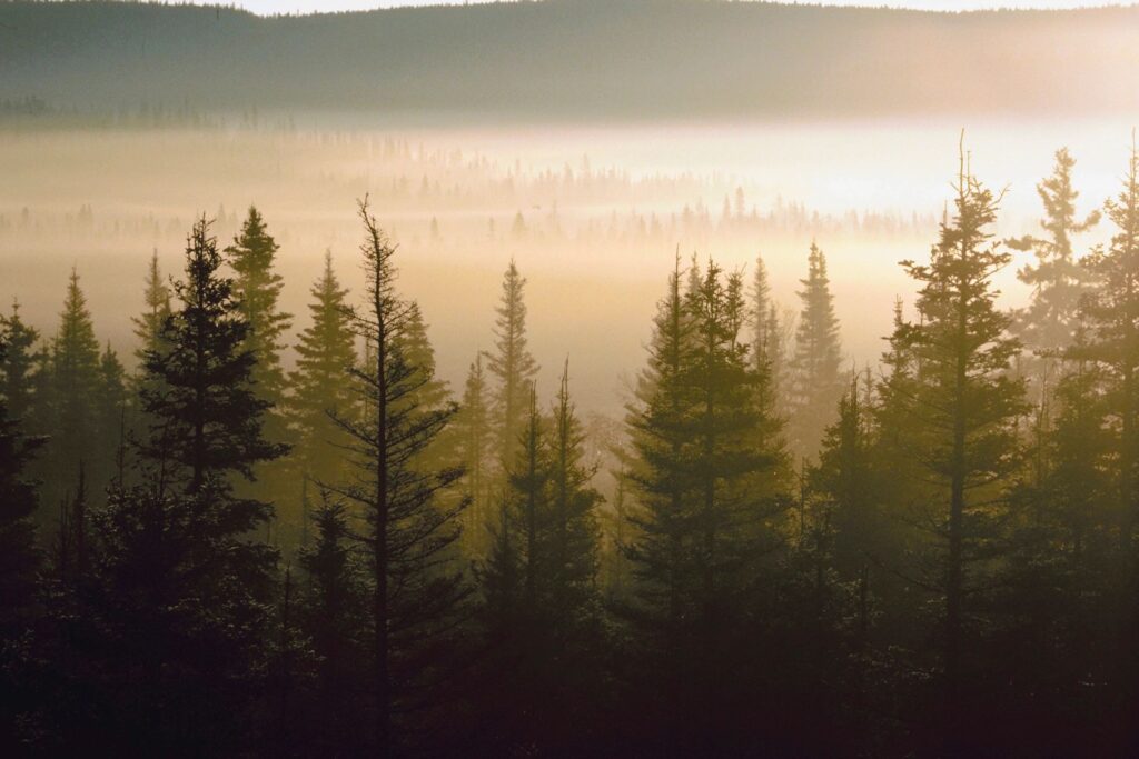 A view of trees in the distance with fog.