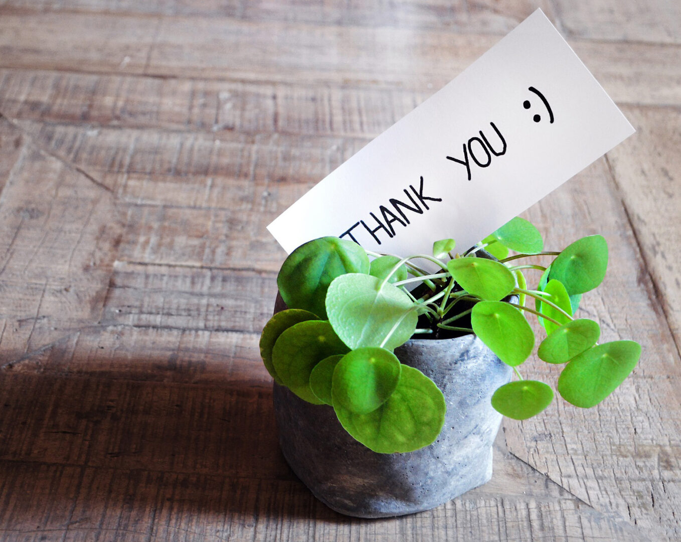 A plant with a note that says thank you